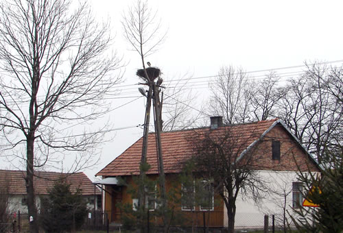 bocian2.jpg