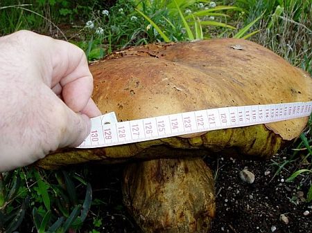 grzyb_gigant3.jpg