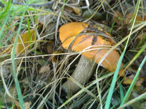 grzyby057.jpg