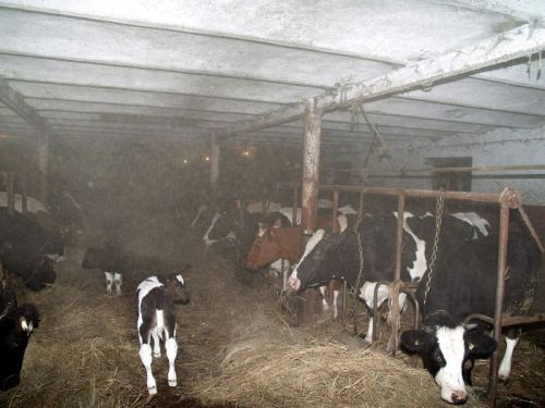 kikow_pozar003.jpg