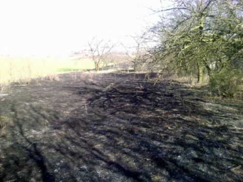 trawy002s.jpg