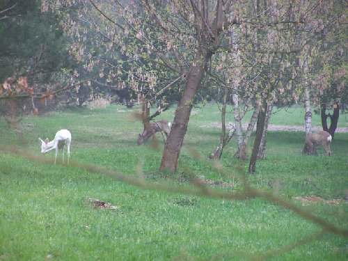 biala_sarna005.jpg