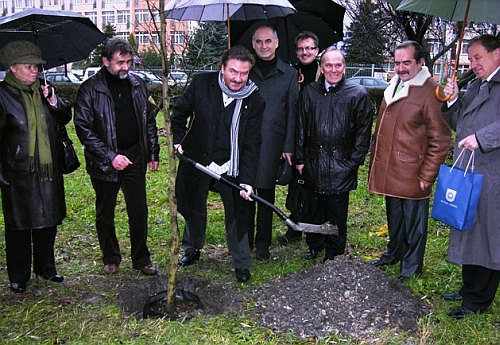 drzewko_krawczyk.jpg