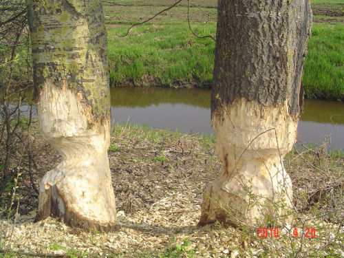 bobry_solec_1.jpg