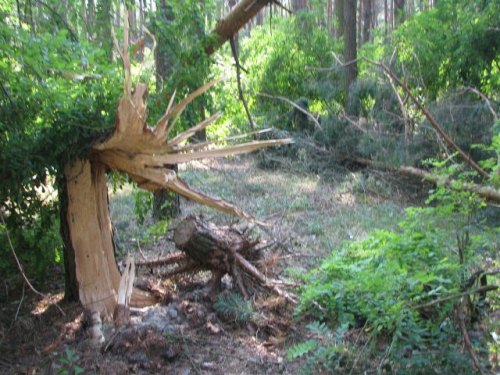 wichura001.jpg
