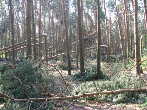 wichura003.jpg