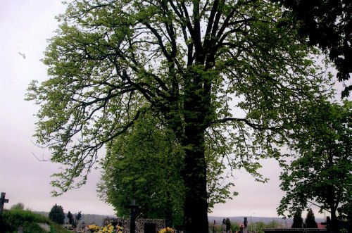 kasztanowiec01.jpg
