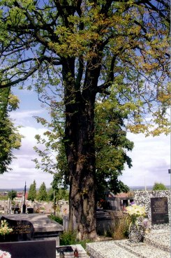 kasztanowiec03.jpg