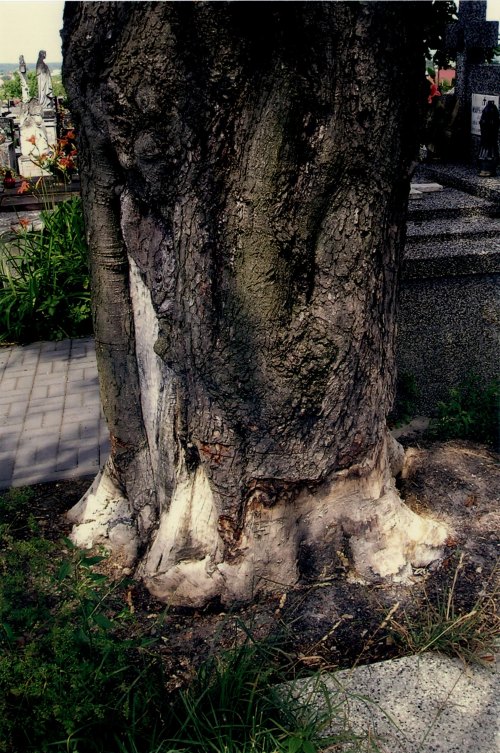 kasztanowiec06.jpg
