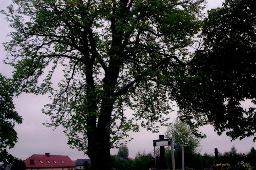 kasztanowiec10.jpg