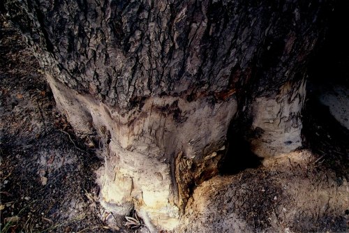 kasztanowiec12.jpg