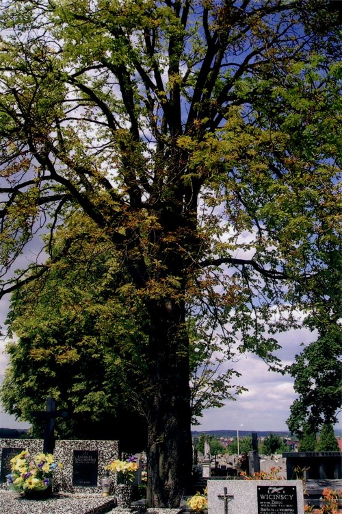 kasztanowiec13.jpg
