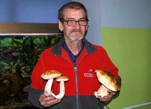 grzyby02.jpg