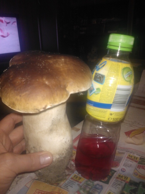 prawdziwek_anny2.jpg