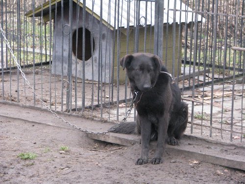 pies_adopcja_solec.jpg