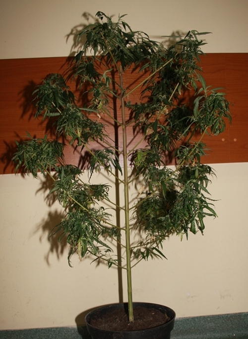 plantacja_konopi.jpg