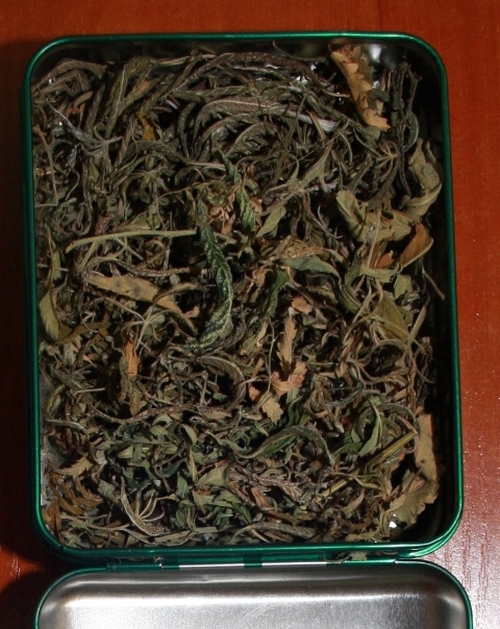 plantacja_konopi1.jpg