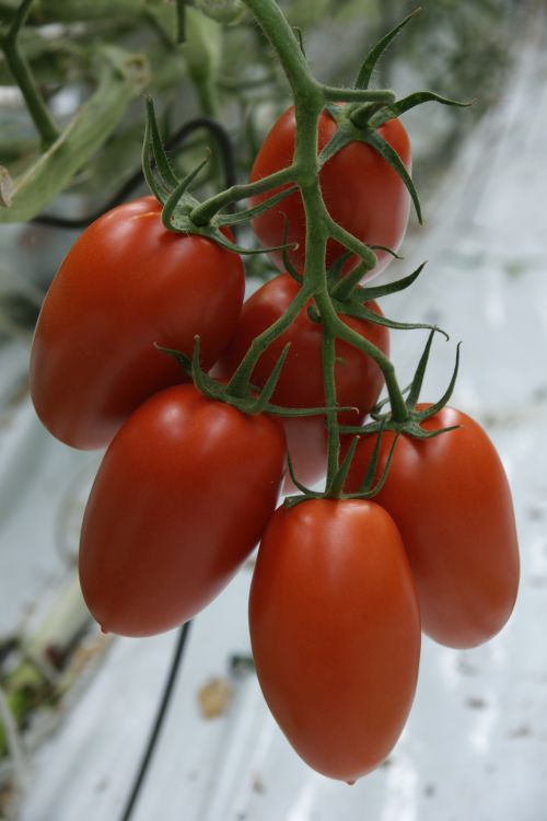 pomidor_florek004.jpg