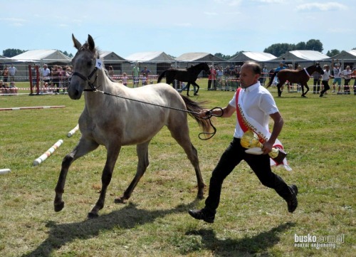 championat_koni_opatowiec004.jpg
