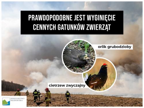 Zobacz 