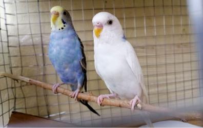 Zaplanowana na 11 stycznia 2026 roku (niedziela) Giełda Ptaków w Busku-Zdroju została odwołana. Informację przekazało Miejskie Przedsiębiorstwo Gospodarki Komunalnej Sp. z o.o., powołując się na stanowisko organizatora - Buskiego Stowarzyszenia Hodowców Gołębi Ozdobnych, oraz decyzję powiatowego lekarza weterynarii w Busku-Zdroju.