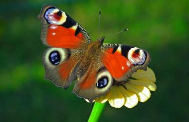 W Umianowicach powstanie pierwsza w województwie świętokrzyskim motylarnia, która połączy funkcje edukacyjne, ekspozycyjne oraz naukowo-badawcze. Obiekt zostanie zlokalizowany przy Ośrodku Edukacji Przyrodniczej. Zakończono pierwszy etap prac projektowo-kosztorysowych, obejmujący wybór ostatecznej koncepcji architektoniczno-budowlanej inwestycji.