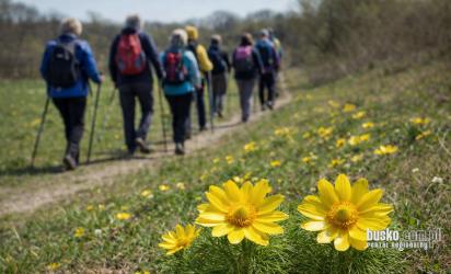 PTTK Busko-Zdrój zaprasza na Rajd Miłka połączony z akcją sprzątania szlaków turystycznych. Wydarzenie odbędzie się 25 kwietnia i obejmie trasę przez rezerwat Skorocice oraz uroczysko Karabosy.