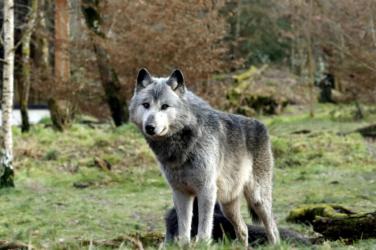 Mieszkańcy gminy Pińczów informują o obserwacjach wilków. W związku z napływającymi sygnałami władze samorządowe wydały komunikat, w którym przypominają, jak zachować się podczas spotkania z dzikim zwierzęciem. Urzędnicy podkreślają, że samo pojawienie się wilka nie oznacza sytuacji alarmowej, jednak warto przestrzegać kilku zasad bezpieczeństwa.