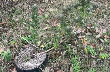 Funkcjonariusze z Komisariatu Policji w Stopnicy zlikwidowali plantację konopi indyjskich, znajdującą się w rejonie wałów przeciwpowodziowych rzeki Wisły w gminie Pacanów. Mundurowi zabezpieczyli 37 krzaków roślin w różnej fazie wzrostu – od około 70 do 130 centymetrów.