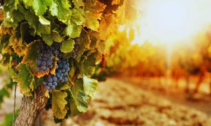 We wtorek, 11 listopada 2025 roku, Winnica Zbrodzice zaprasza na Dzień Otwarty, podczas którego odbędą się komentowane degustacje win, w tym młodego wina typu PetNat. Wydarzenie, na stałe wpisujące się w kalendarz regionalnych atrakcji, skierowane jest do miłośników winiarstwa, lokalnych smaków oraz klimatycznych spotkań w otoczeniu natury.