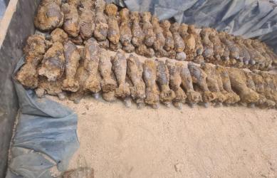 W poniedziałek, 22 września, około godziny 5:00 rano buscy policjanci otrzymali zgłoszenie o niebezpiecznym znalezisku w gminie Stopnica. Podczas prac ziemnych przy kopaniu fundamentów natrafiono na trzy niewybuchy. Na miejsce wezwano funkcjonariuszy oraz patrol saperski.