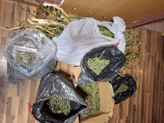 Blisko 11 kilogramów narkotyków nie trafi na rynek dzięki skutecznej akcji buskich kryminalnych. Funkcjonariusze namierzyli i zatrzymali dwóch mężczyzn, w tym 36-latka, u którego w pomieszczeniach gospodarczych znaleziono znaczne ilości marihuany i ziela konopi innych niż włókniste.