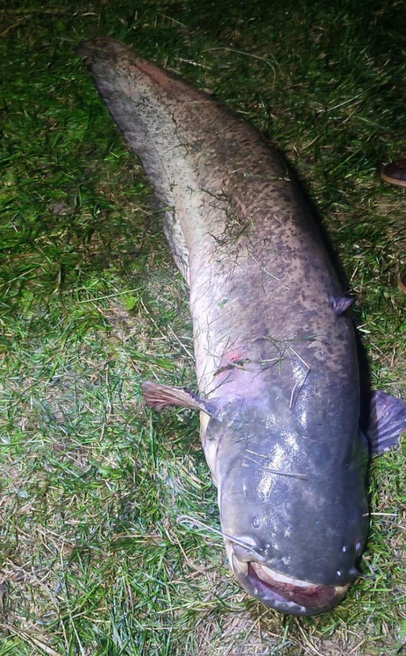 Rekordowy sum wy�owiony podczas pierwszych zawod�w w Radzanowie. Mia� a� 203 cm. Foto: 43173_rekordowy_sum_radzanow_2.jpg 