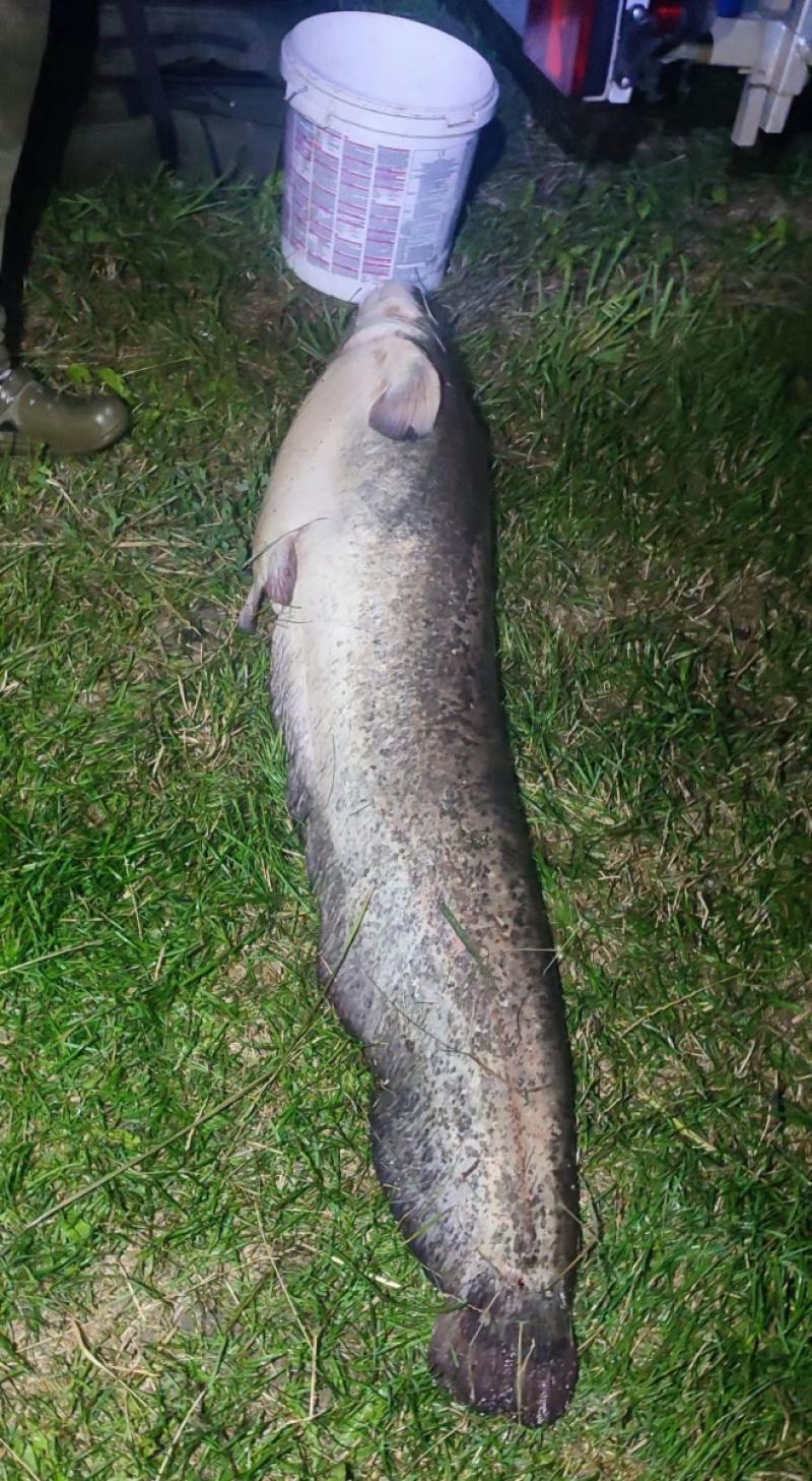 Rekordowy sum wy�owiony podczas pierwszych zawod�w w Radzanowie. Mia� a� 203 cm. Foto: 43173_rekordowy_sum_radzanow_3.jpg 