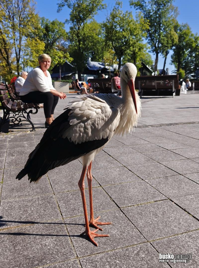 Nietypowy go�� w Parku Zdrojowym w Busku-Zdroju. Bocian spaceruje w�r�d kuracjuszy (foto). Foto: 43614_bocian_w_parku_zdrojowym_001.jpg 
