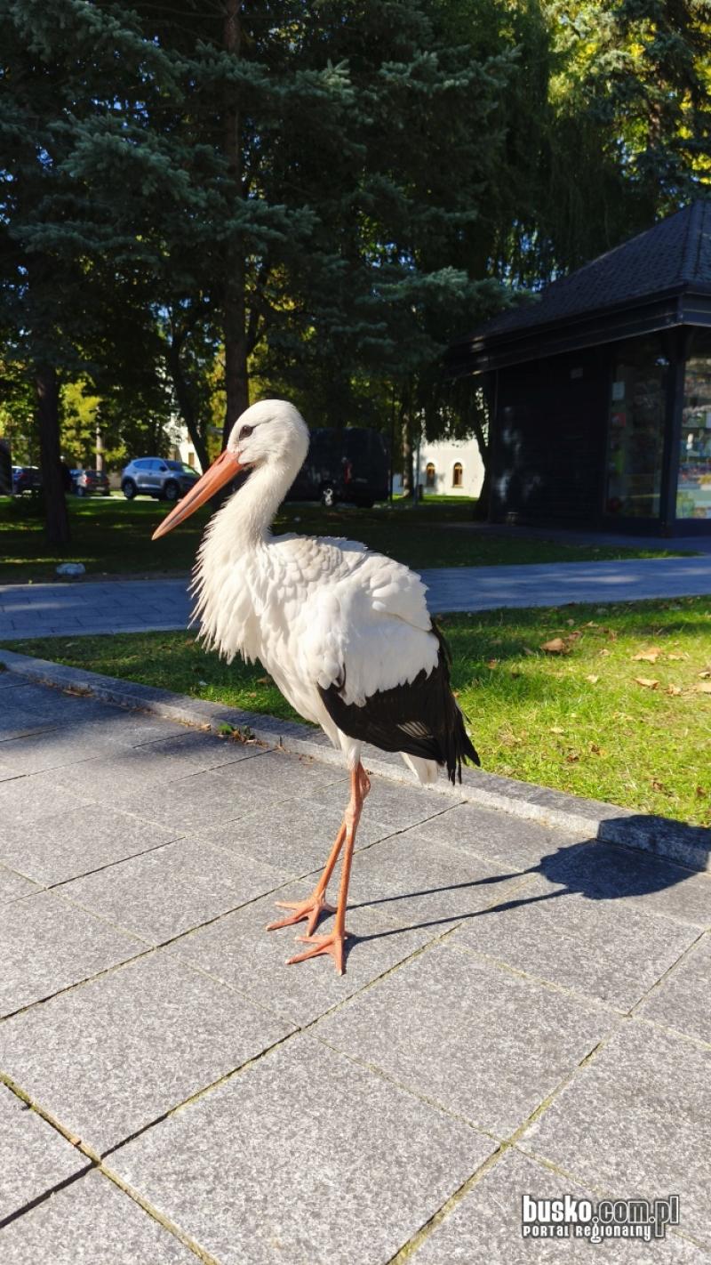 Nietypowy go�� w Parku Zdrojowym w Busku-Zdroju. Bocian spaceruje w�r�d kuracjuszy (foto). Foto: 43614_bocian_w_parku_zdrojowym_002.jpg 