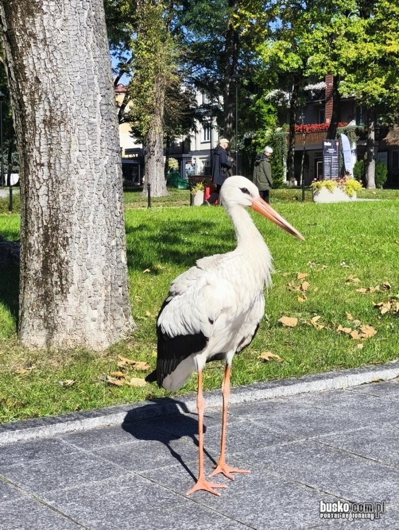 Nietypowy go�� w Parku Zdrojowym w Busku-Zdroju. Bocian spaceruje w�r�d kuracjuszy (foto). Foto: 43614_bocian_w_parku_zdrojowym_003.jpg 