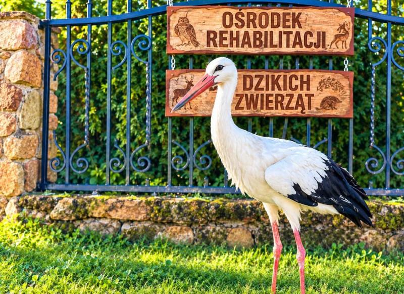 Bocian z Buska-Zdroju jest ju� bezpieczny. Stra� Miejska przewioz�a go do o�rodka rehabilitacji. Foto: 43650_bocin_w_busku_1.jpg 