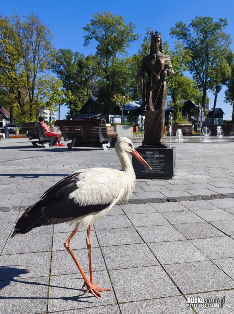 Nietypowy gość w Parku Zdrojowym w Busku-Zdroju. Bocian spaceruje wśród kuracjuszy (foto) (foto 3) Nietypowy gość w Parku Zdrojowym w Busku-Zdroju. Bocian spaceruje wśród kuracjuszy (foto). Foto: 43614_bocian_w_parku_zdrojowym_004.jpg